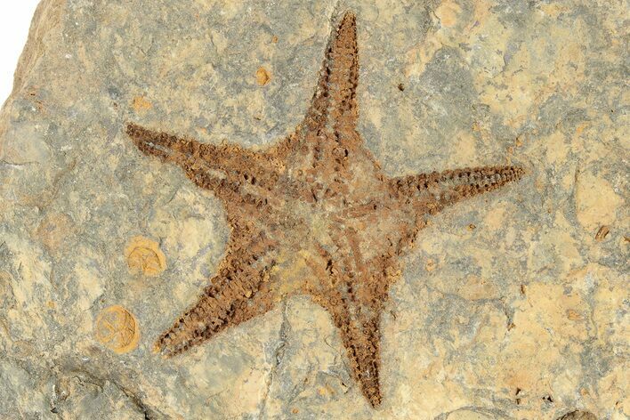 Ordovician Starfish Fossil With Edrioasteroids - Morocco #226696